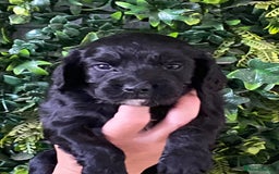 Cocker Spaniel dogs for sale: Cocker Spaniel Puppies  - Image 4