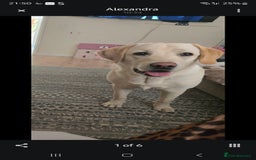 Labrador Retriever dogs for sale: Labrador  - Image 5
