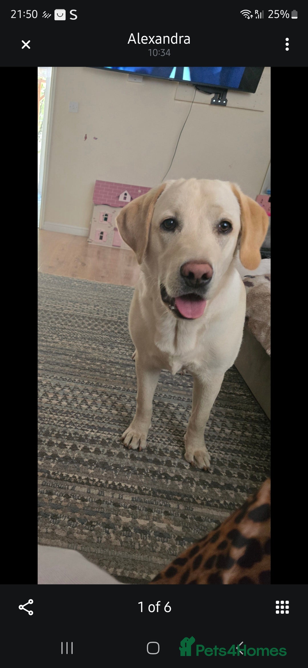 Labrador Retriever dogs for sale: Labrador  - Image 5