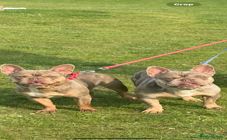 French Bulldog dogs - Advert 1