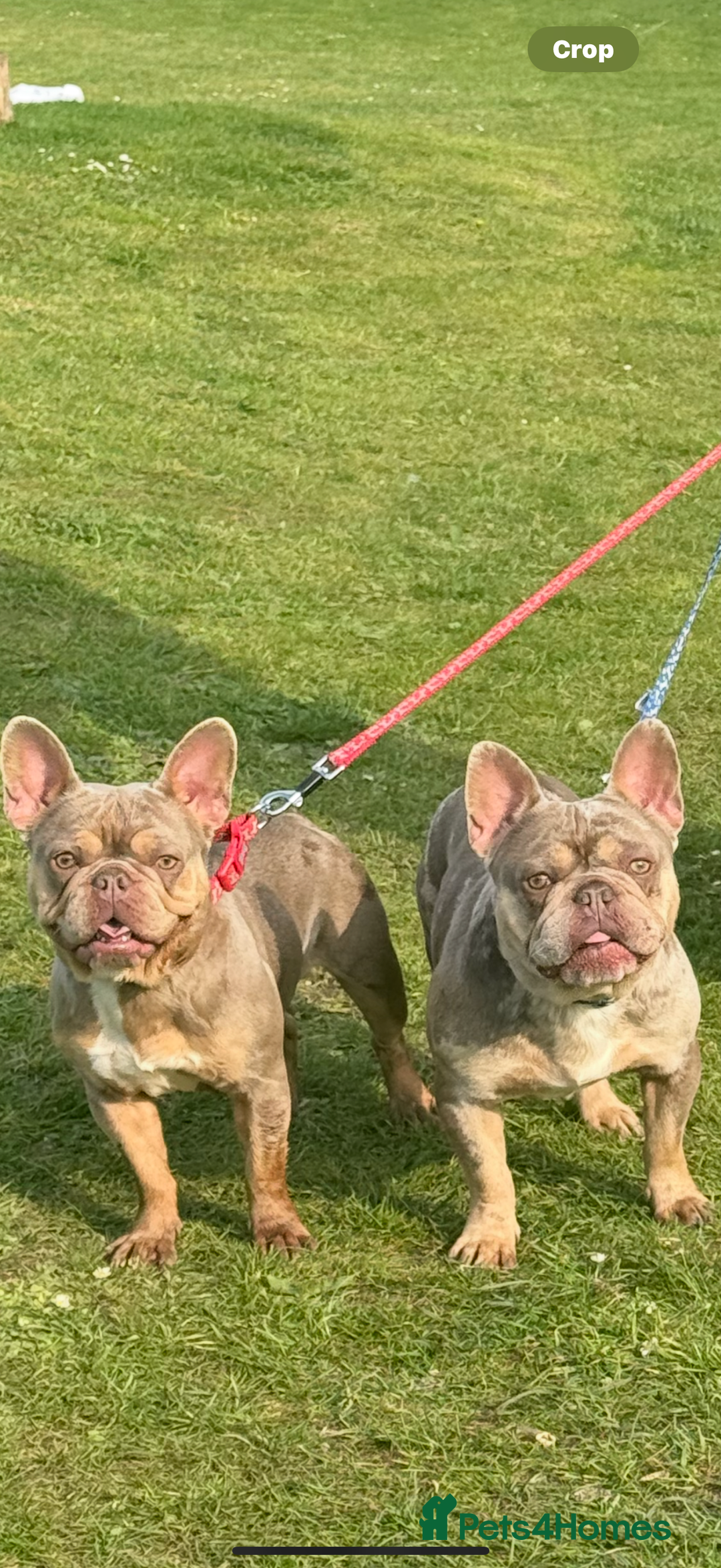 French Bulldog dogs for sale: 2 year old French bulldogs for sale - Image 1