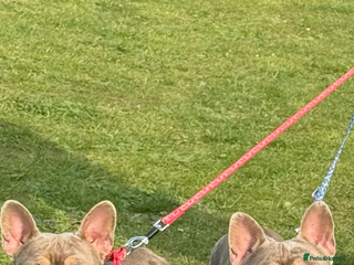 French Bulldog dogs 2 year old French bulldogs for sale - Advert 18