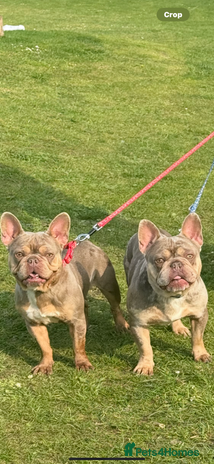 French Bulldog dogs - Advert 1