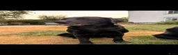 Labrador Retriever dogs for sale: 🖤 Beautiful black Labrador puppies 🖤 - Advert 8