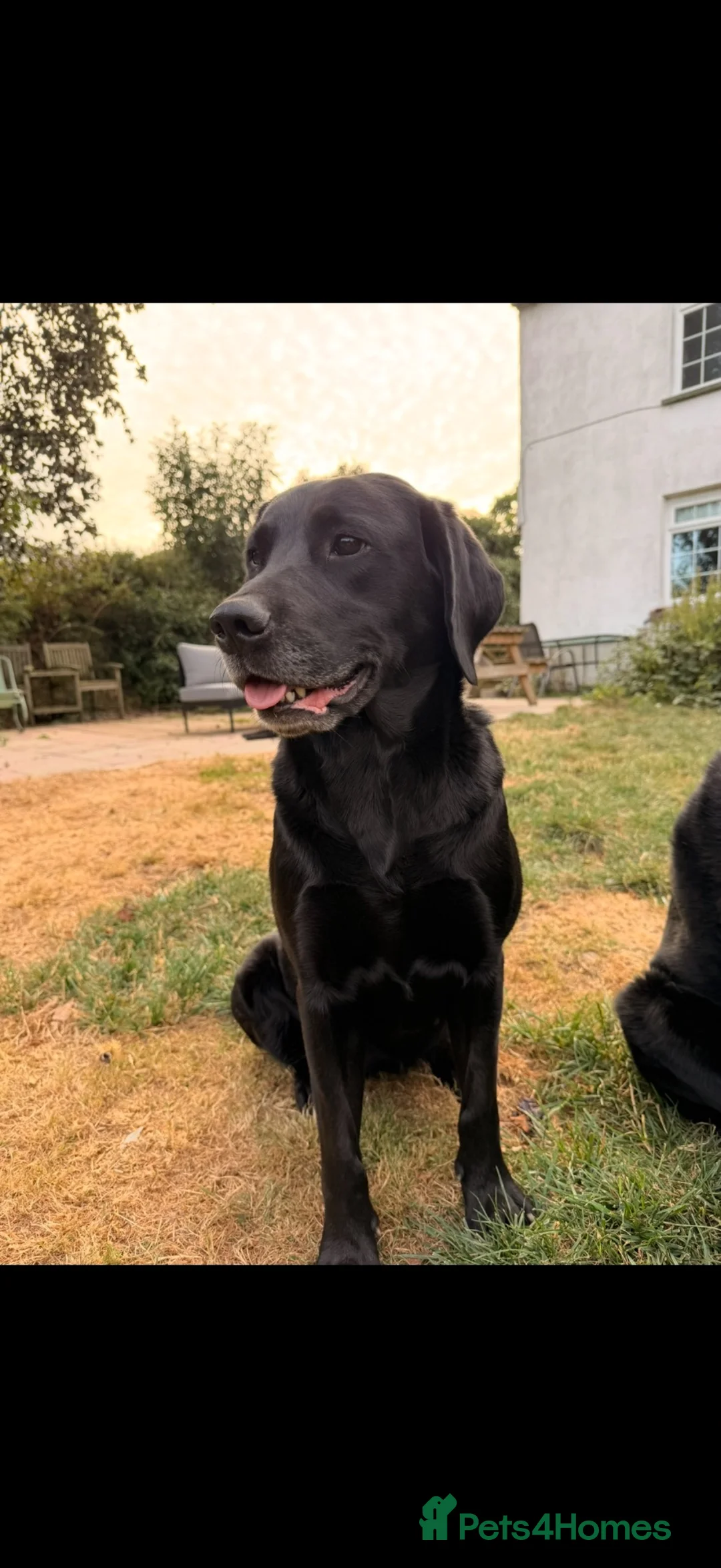 Labrador Retriever dogs for sale: 🖤 Beautiful black Labrador puppies 🖤 - Advert 8