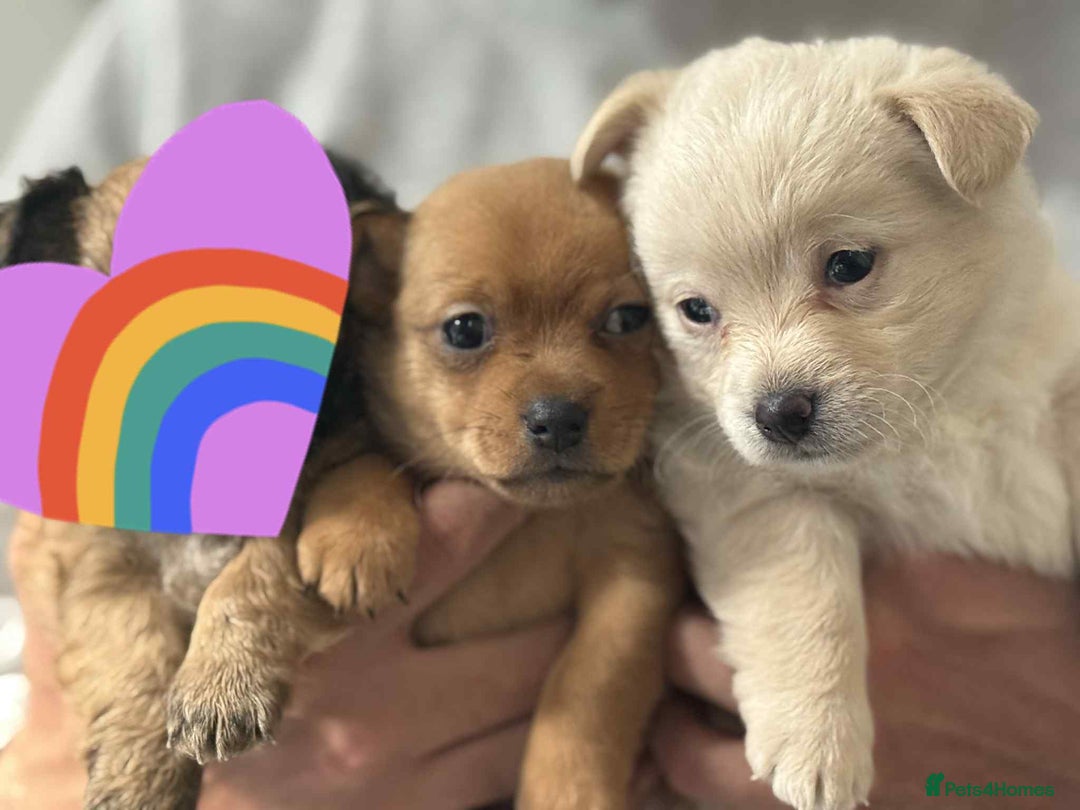 Mixed Breed dogs for sale: 2 chihuahua x jack Russell  - Image 3