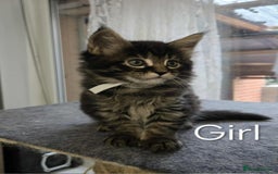 Maine Coon cats for sale: 4 Maine Coon kittens  - Image 12