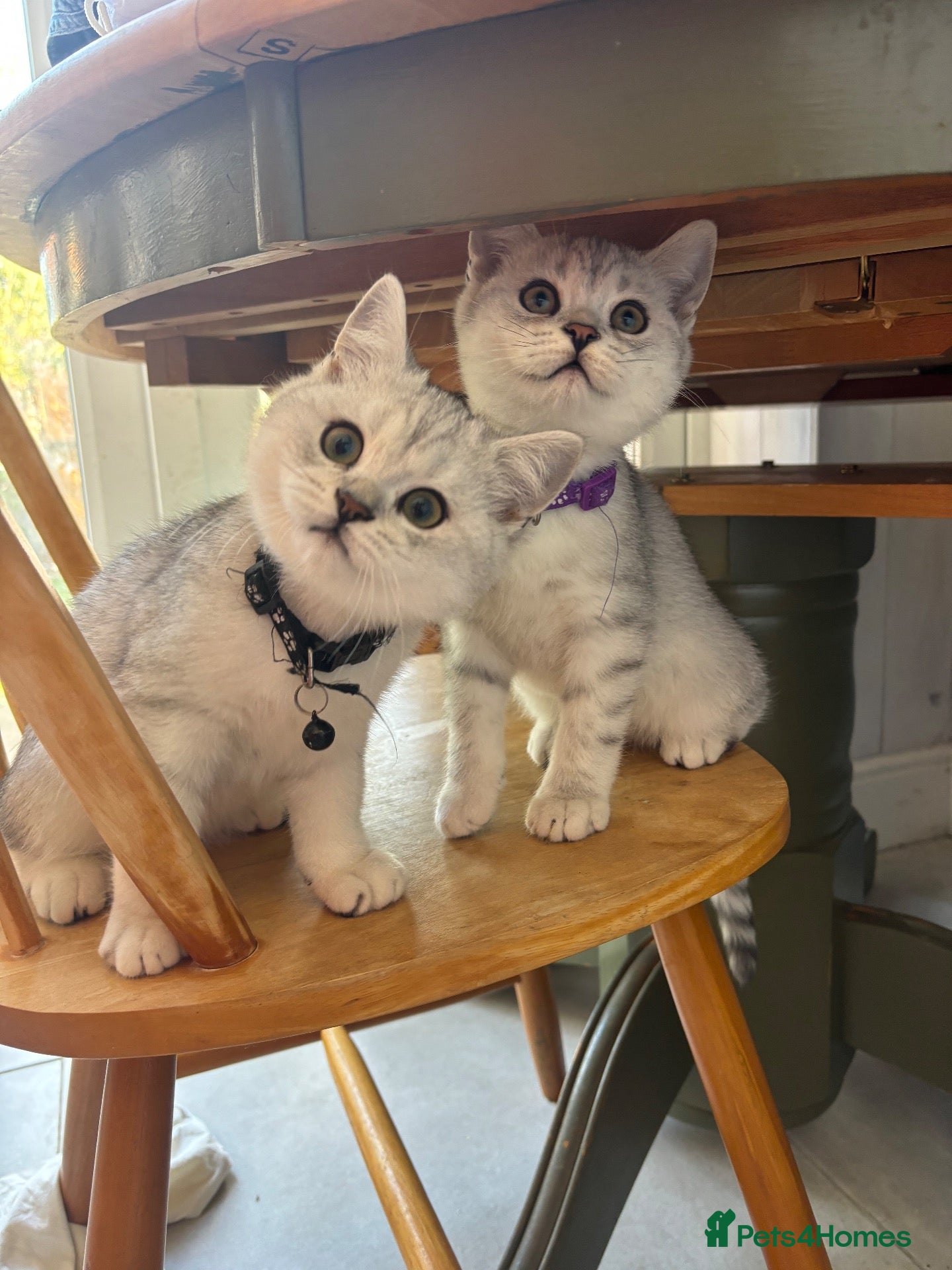 British Shorthair cats READY NOW! BRITISH SHORTHAIR KITTENS - Advert 1