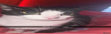 British Shorthair 1