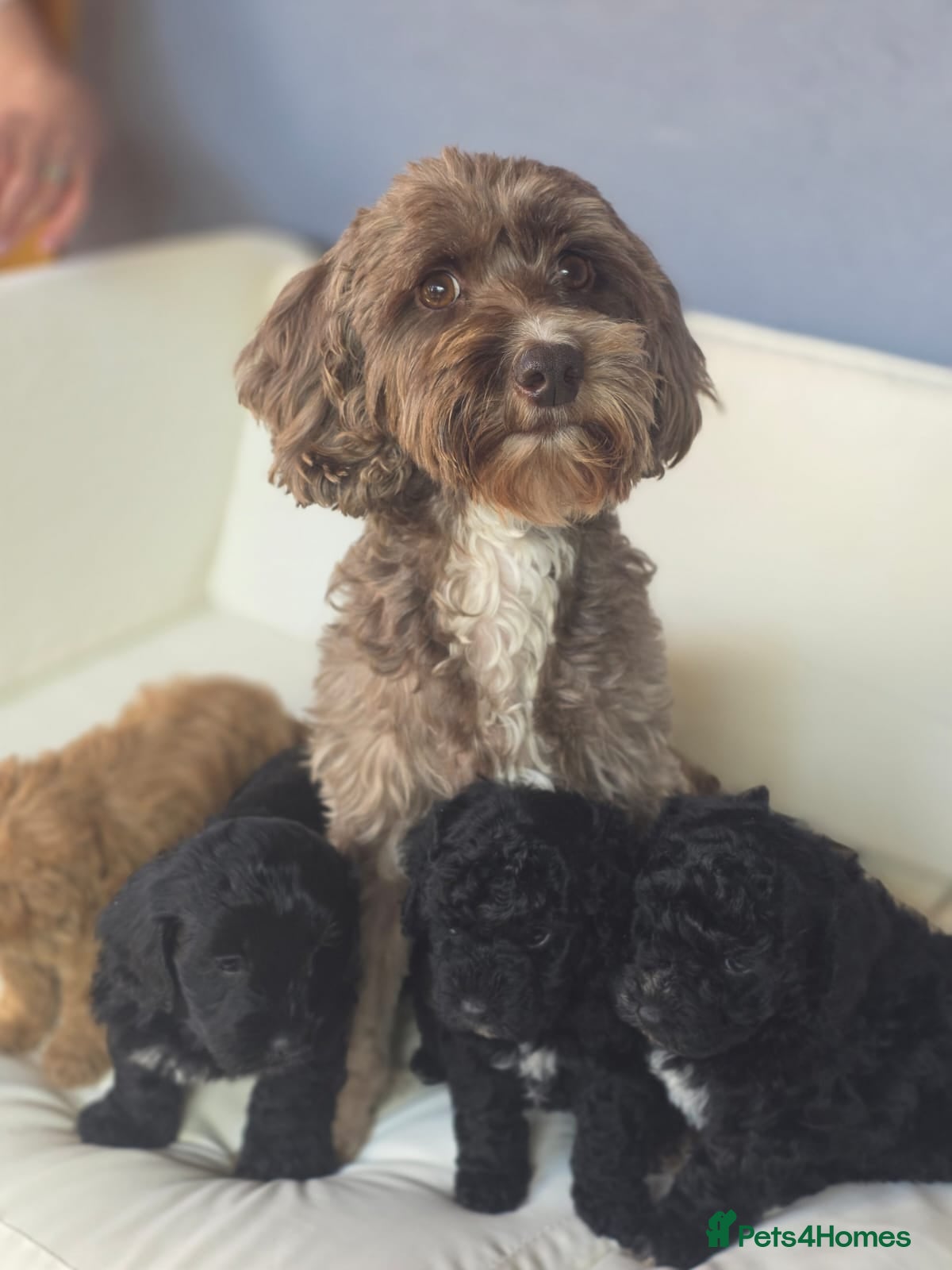 Cockapoo dogs  Meet Our stunning  F1B Cockapoo Puppies. - Advert 1