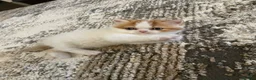 Exotic cats for sale: Adorable Exotic Shorthair – Sweet and Playful - Advert 4