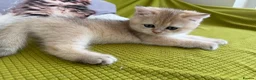 British Longhair cats for sale: Pure Bread British Longhair and Shorthair kittens - Advert 7