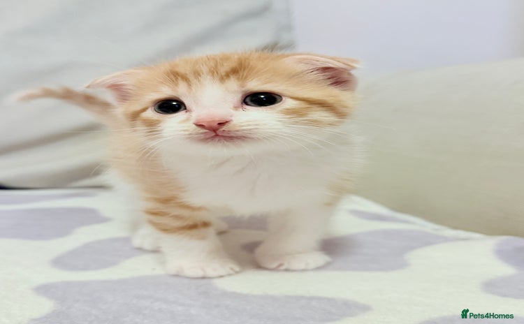 Mixed Breed cats - Advert 1
