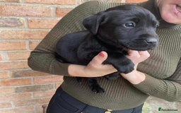 Labrador Retriever dogs for sale: Labrador puppies  - Image 4