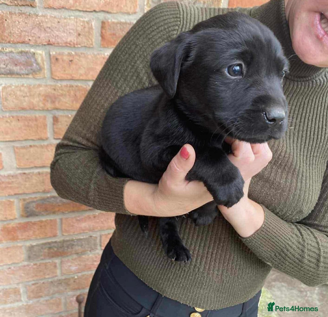 Labrador Retriever dogs for sale: Labrador puppies  - Image 4