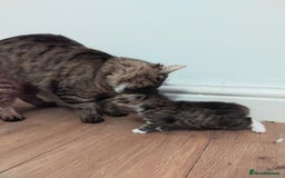 Maine Coon cats for sale: 2 Maine coon cross kittens - Advert 18