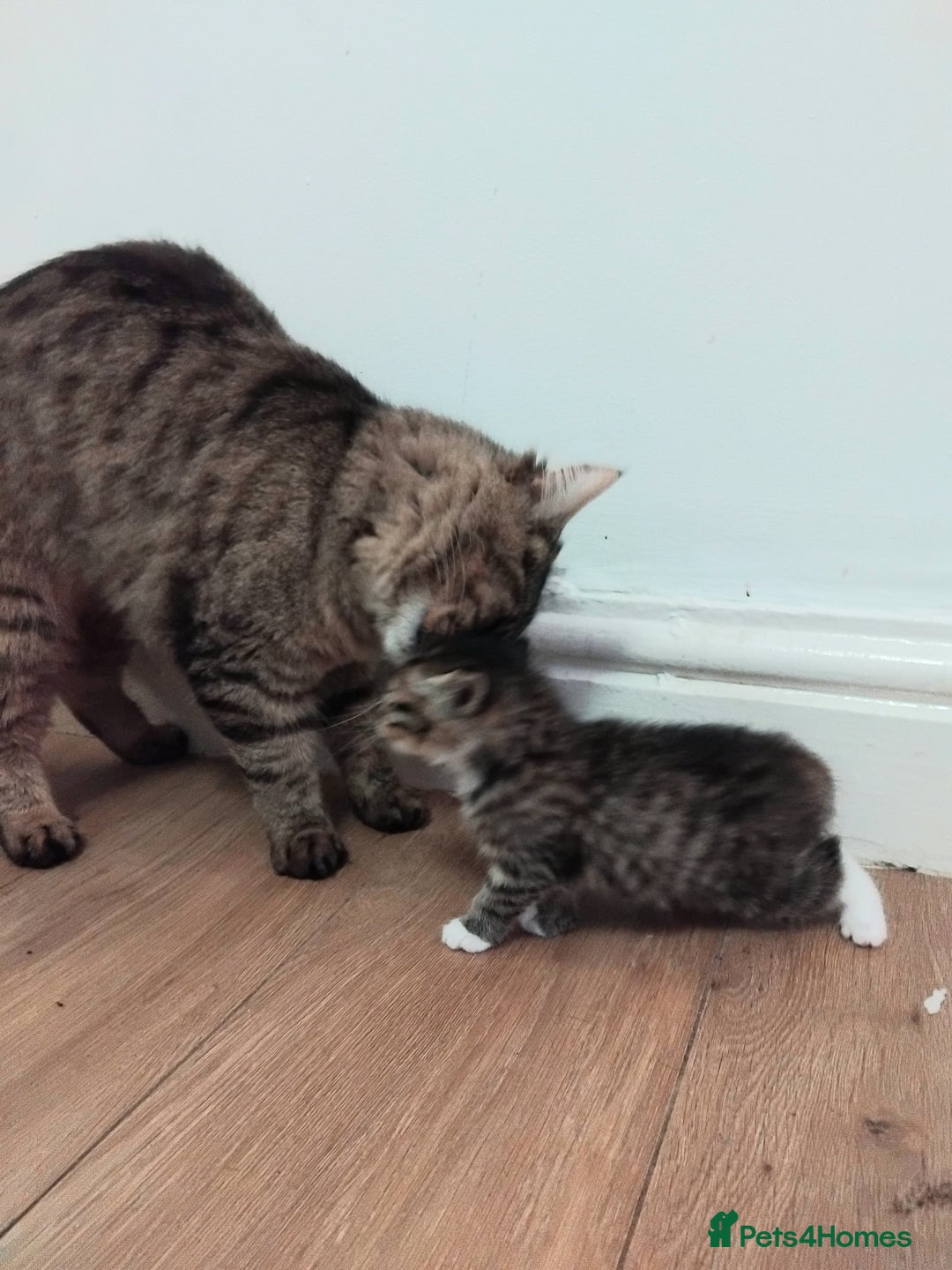 Maine Coon cats for sale: 2 Maine coon cross kittens - Advert 18