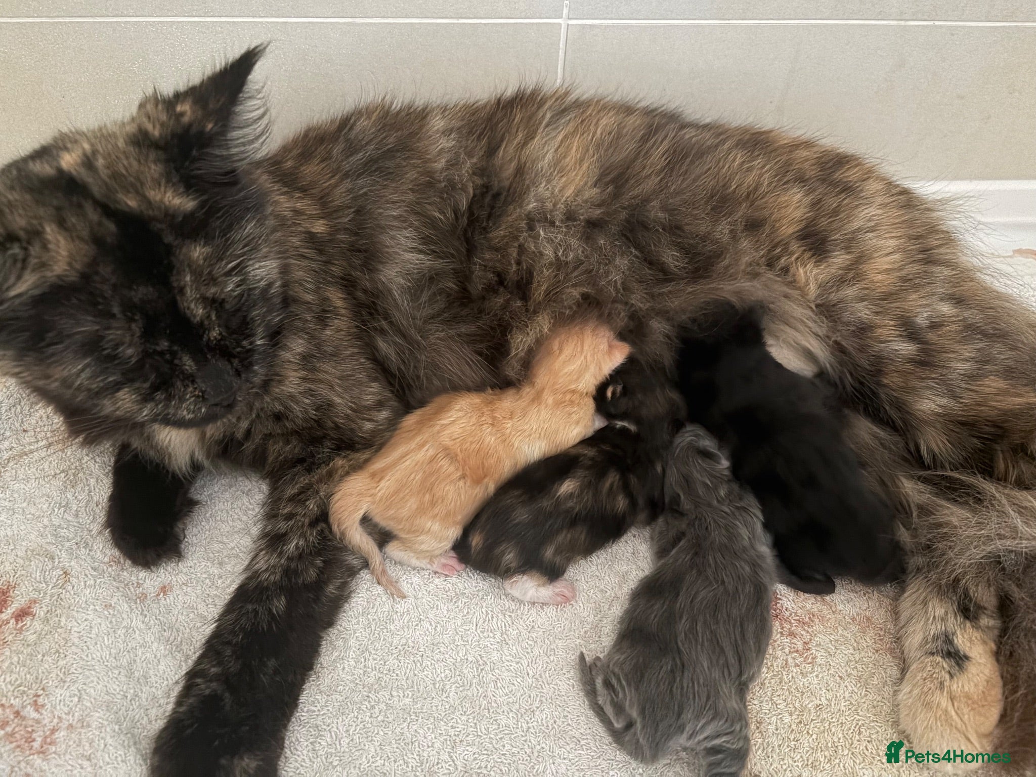 Maine Coon cats Maincoone kittens ready to reserve  - Advert 1