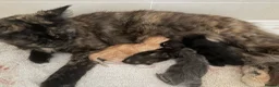 Maine Coon cats for sale: Maincoone kittens ready to reserve  - Advert 1