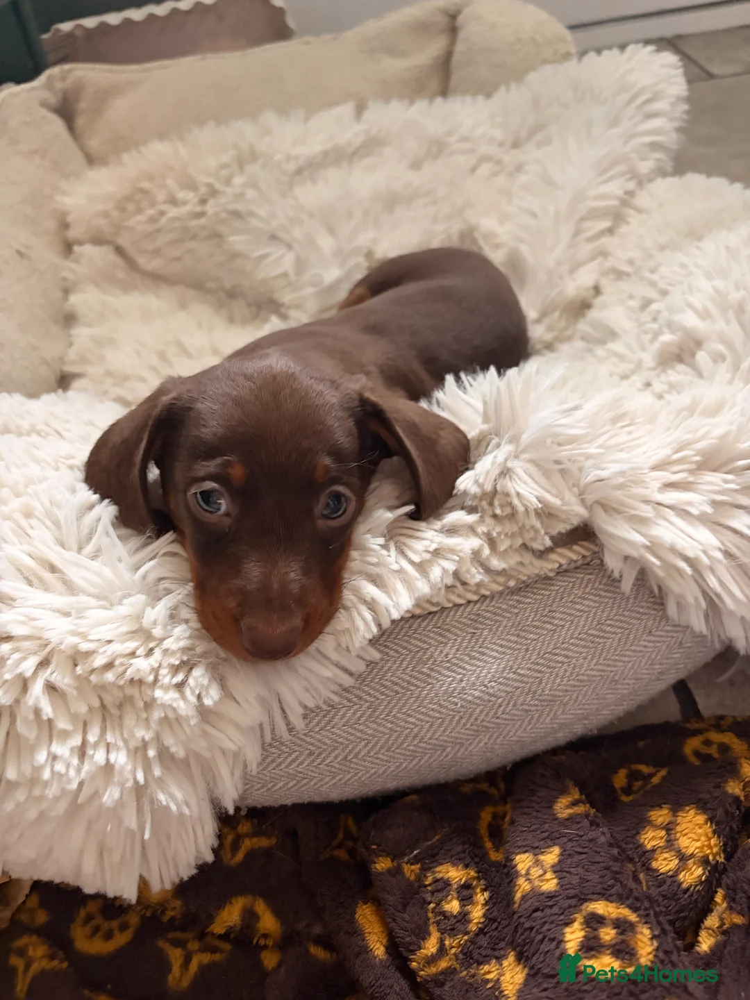 Miniature Dachshund dogs for sale: Miniature shorthaired dachshund male - Advert 2