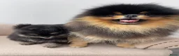 Pomeranian dogs for sale: 👑 Exclusive Rare Black & Tan Pomeranians 👑 - Advert 22
