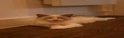 Ragdoll cats for sale: Lovely Ragdoll male  - Advert 5