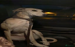 Lurcher dogs for sale: Lurcher pups  - Image 14