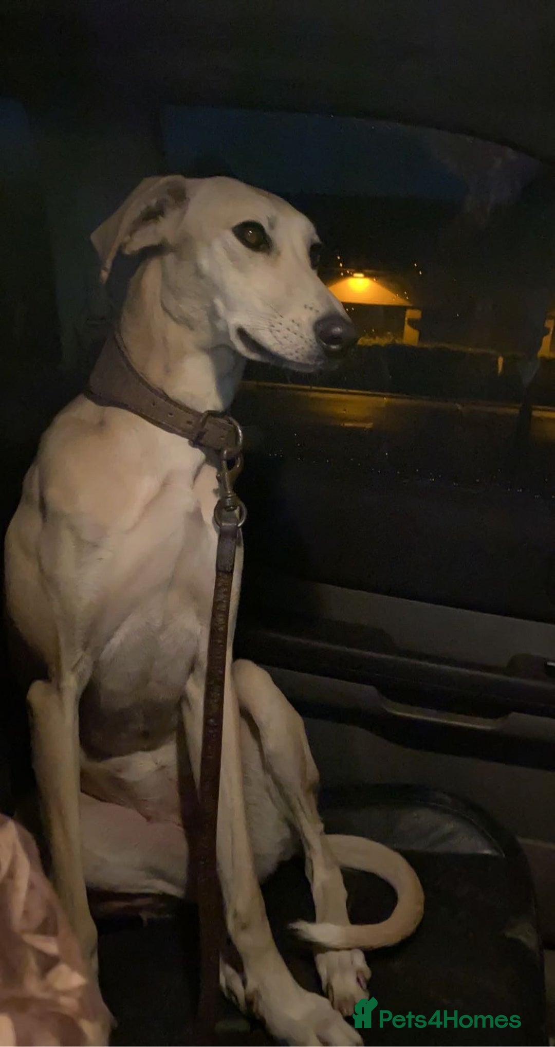 Lurcher dogs for sale: Lurcher pups  - Image 14
