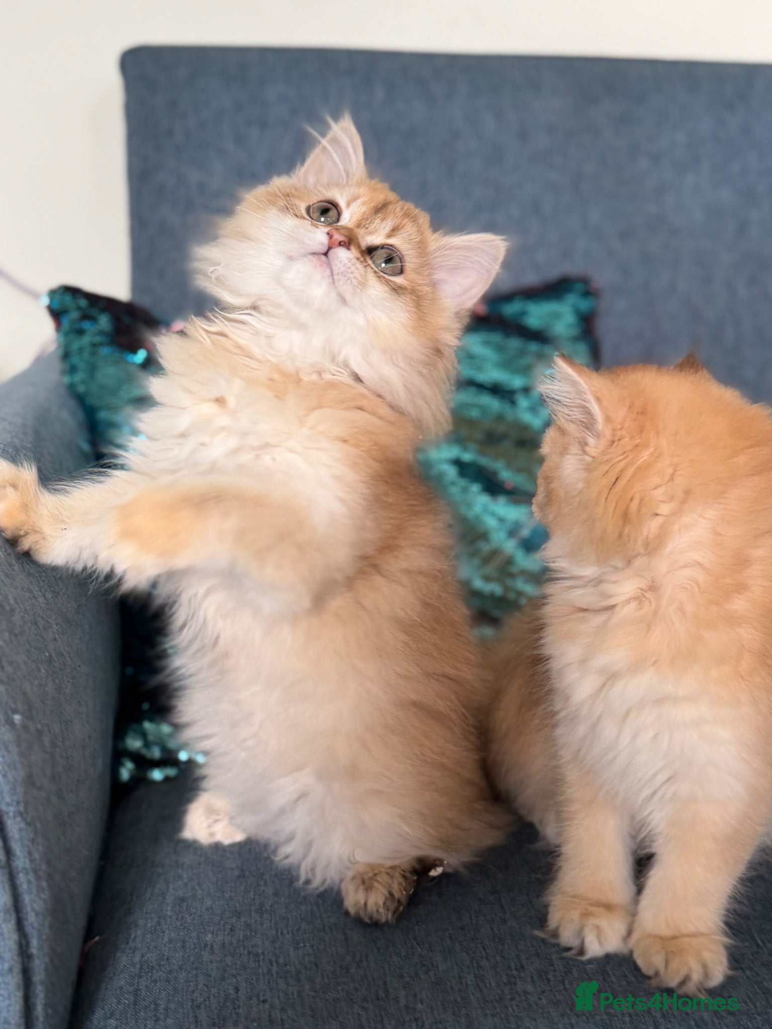 British Longhair cats British longhair golden kittens TICA - Advert 1