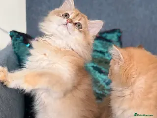 British Longhair cats British longhair golden kittens TICA - Advert 1