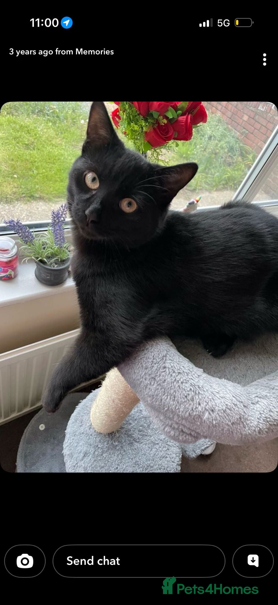 Mixed Breed cats Beautiful Cupid looking for a home - Advert 2