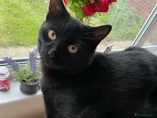 Mixed Breed cats Beautiful Cupid looking for a home - Advert 2