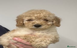 Cavapoo dogs for sale: Fully DNA Health Tested Cavapoo Puppies - Image 11