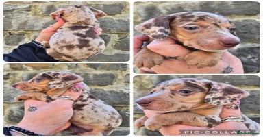 Miniature Dachshund dogs - Advert 2