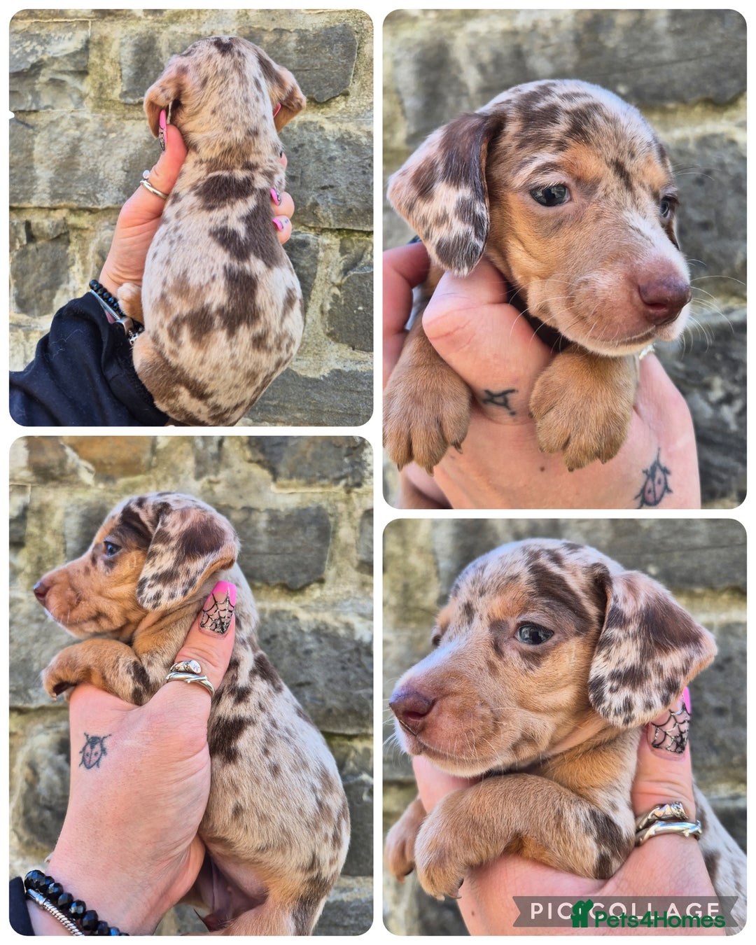 Miniature Dachshund dogs for sale: *LAST BOY* PRA CLEAR MINIATURE DACHSHUND PUPPIES  - Image 3