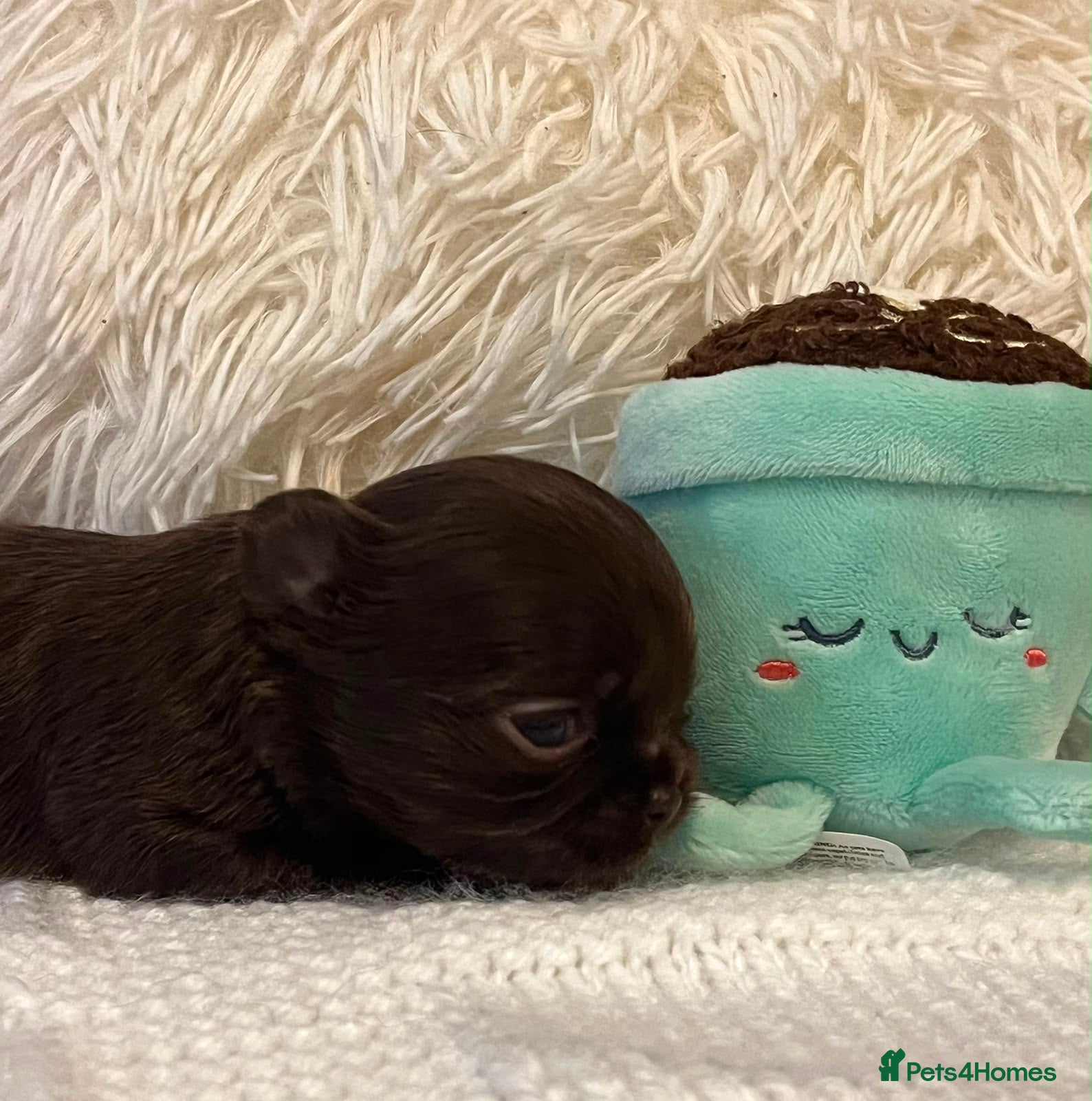 Chihuahua dogs BEAUTIFUL TINY CHOCOLATE BOYS - Advert 3