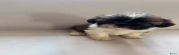 Shih Tzu dogs for sale: Shih Tzu puppies - Advert 2