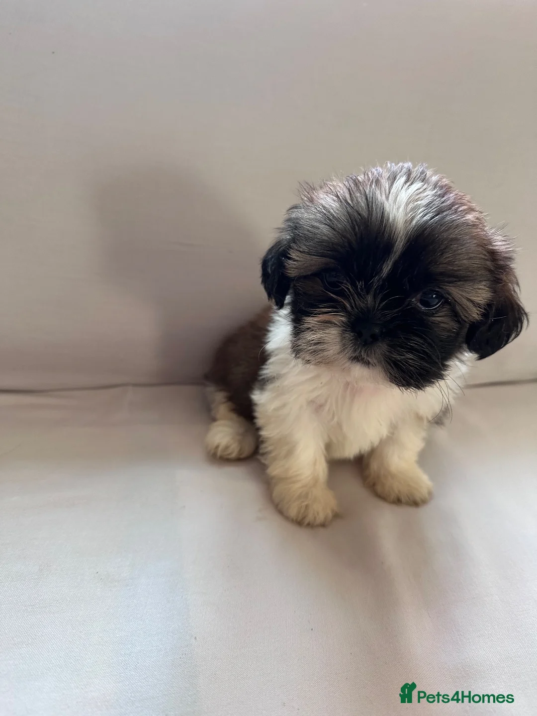 Shih Tzu dogs for sale: Shih Tzu puppies - Advert 2