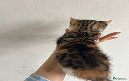 British Shorthair cats for sale: Calico kitten female  - Image 4