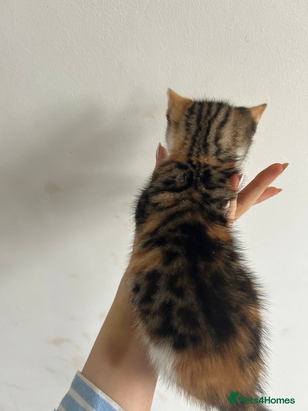 British Shorthair cats for sale: Calico kitten female  - Image 4