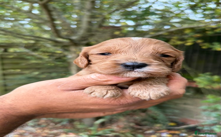Cavapoo dogs - Advert 9