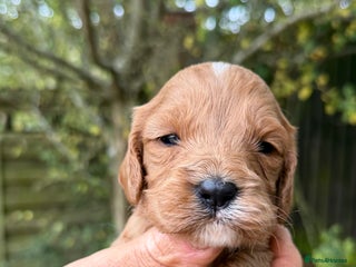 Cavapoo dogs - Advert 7