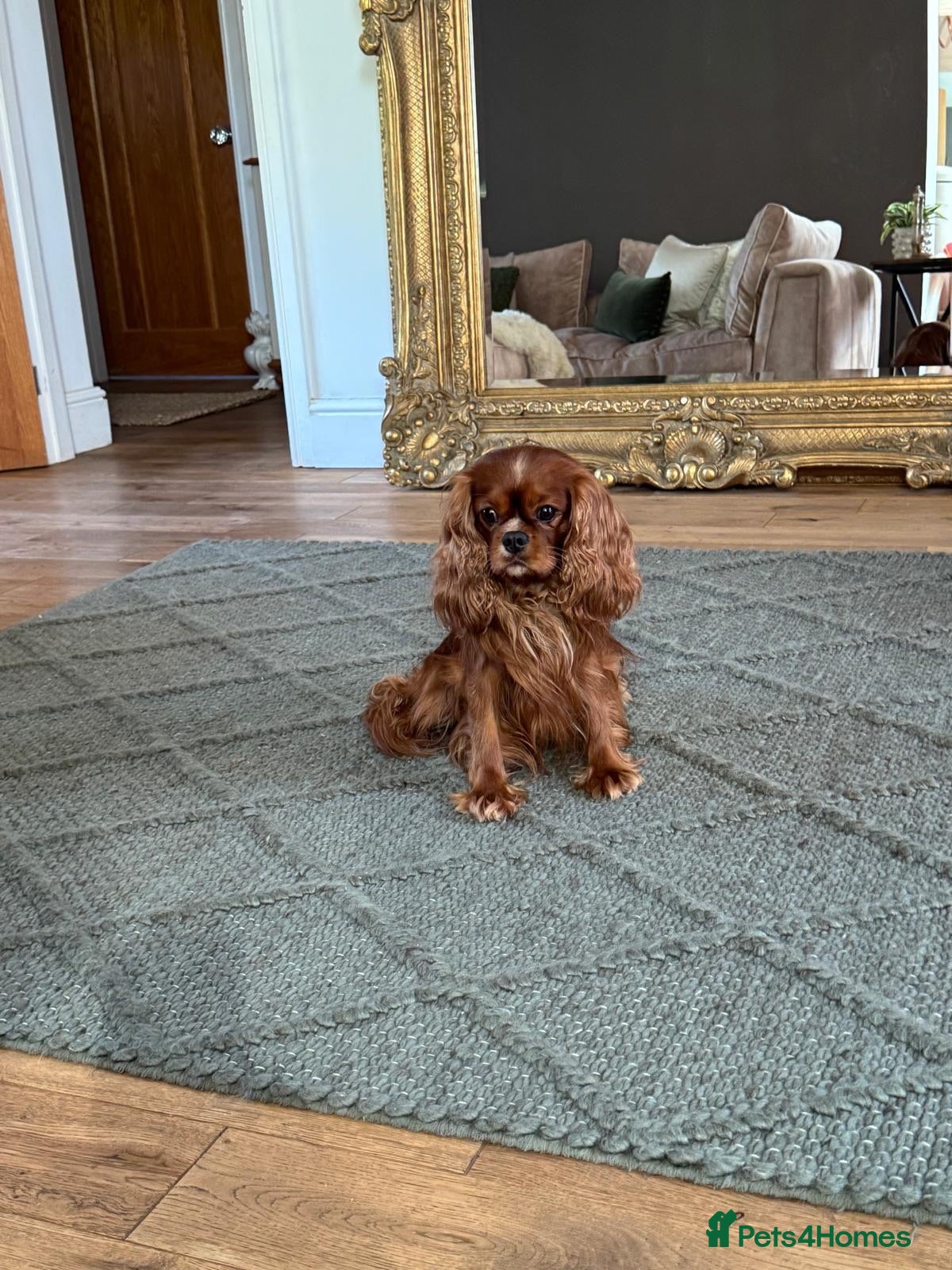 Cavalier King Charles Spaniel dogs Donnajays stud boys kc laboratory health tested  - Advert 13