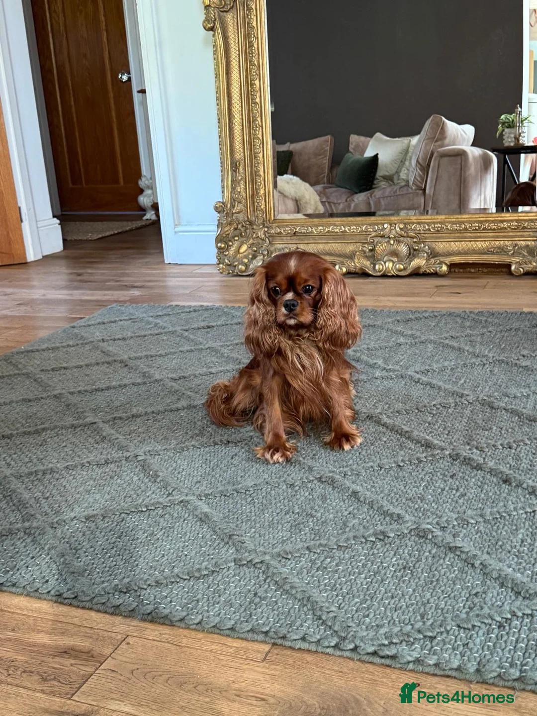 Cavalier King Charles Spaniel dogs for stud: Donnajays stud boys kc laboratory health tested  - Advert 1