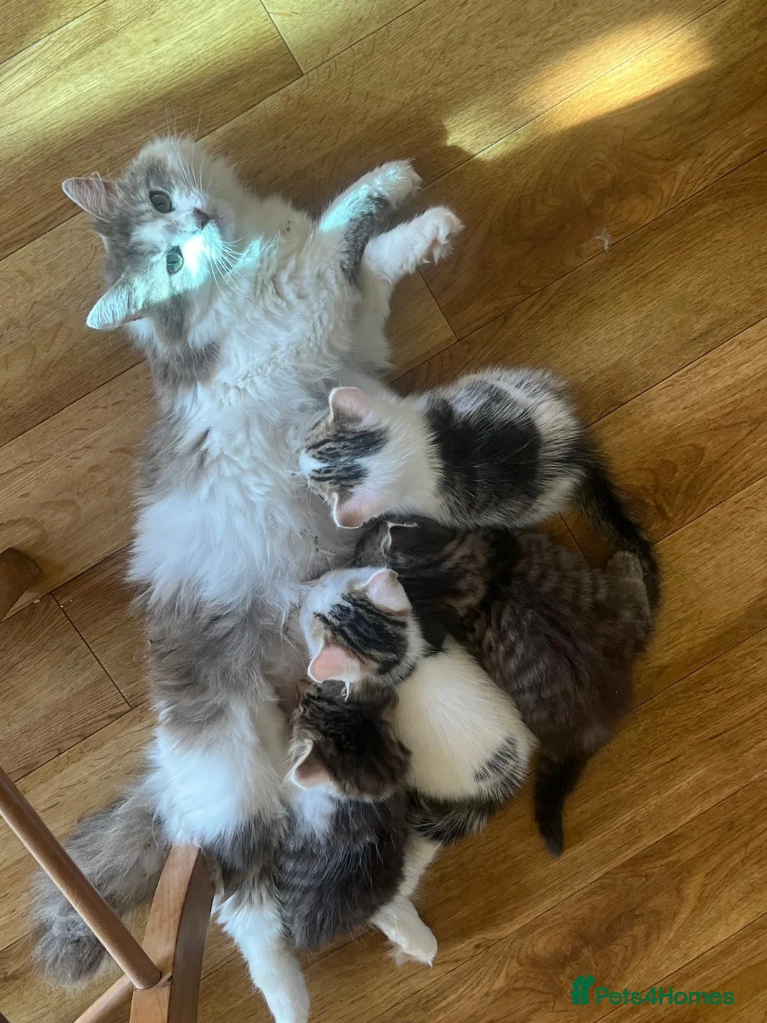 Mixed Breed cats for sale: White and tabby hugely friendly kittens for sale - Advert 1