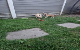 Chihuahua dogs for sale: Chihuahua puppies  - Image 6