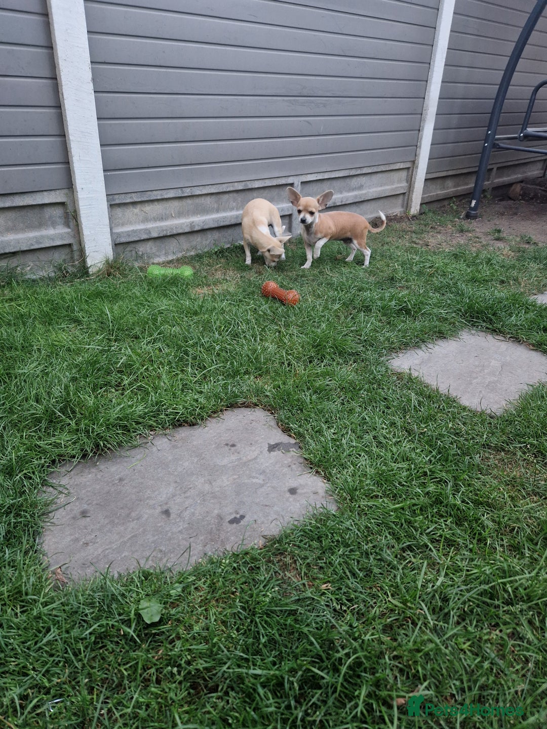 Chihuahua dogs for sale: Chihuahua puppies  - Image 6