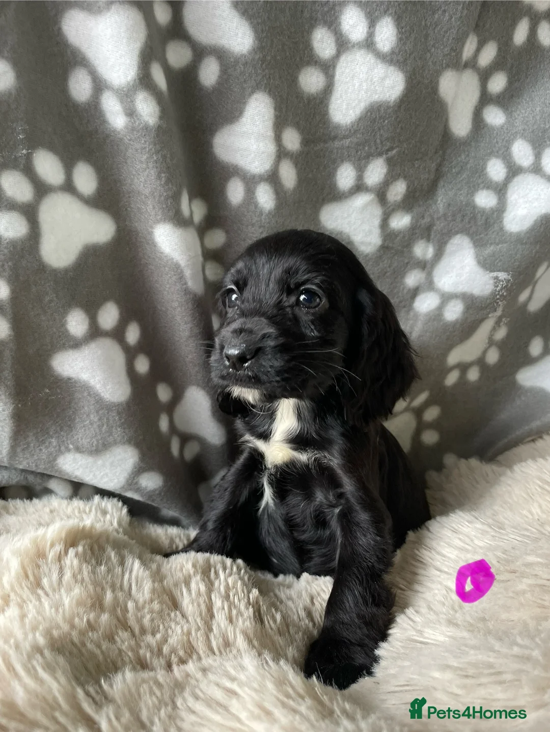 Cocker Spaniel dogs for sale: Working cocker spaniels  - Advert 18