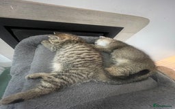 British Shorthair cats for sale: Fabulous colours playful healthy BSH kittens, rare - Image 33
