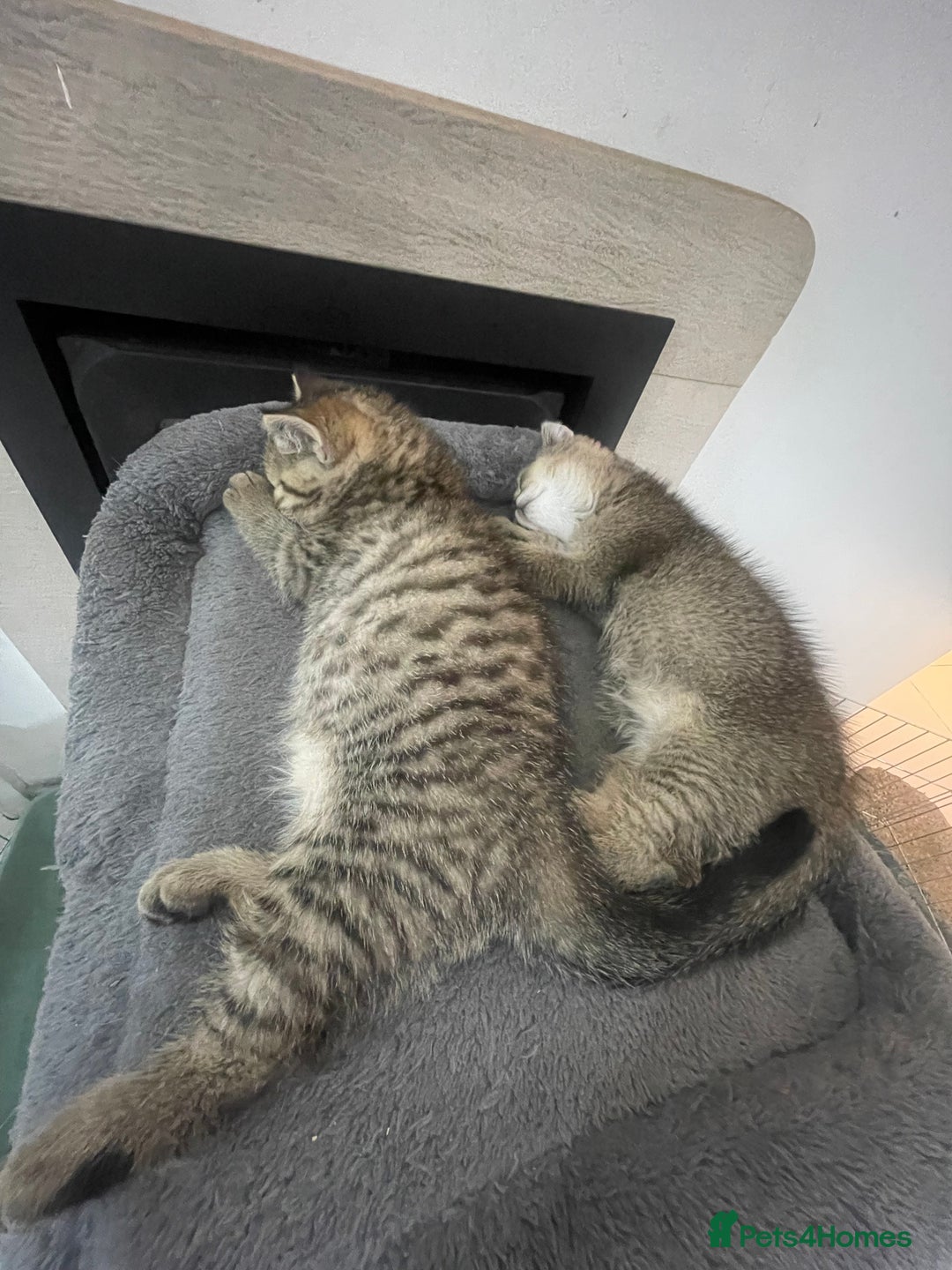 British Shorthair cats for sale: Fabulous colours playful healthy BSH kittens, rare - Image 33
